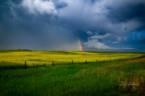 Rainbow Over Canola Hi Res   A3 by Tracy Abildgaard